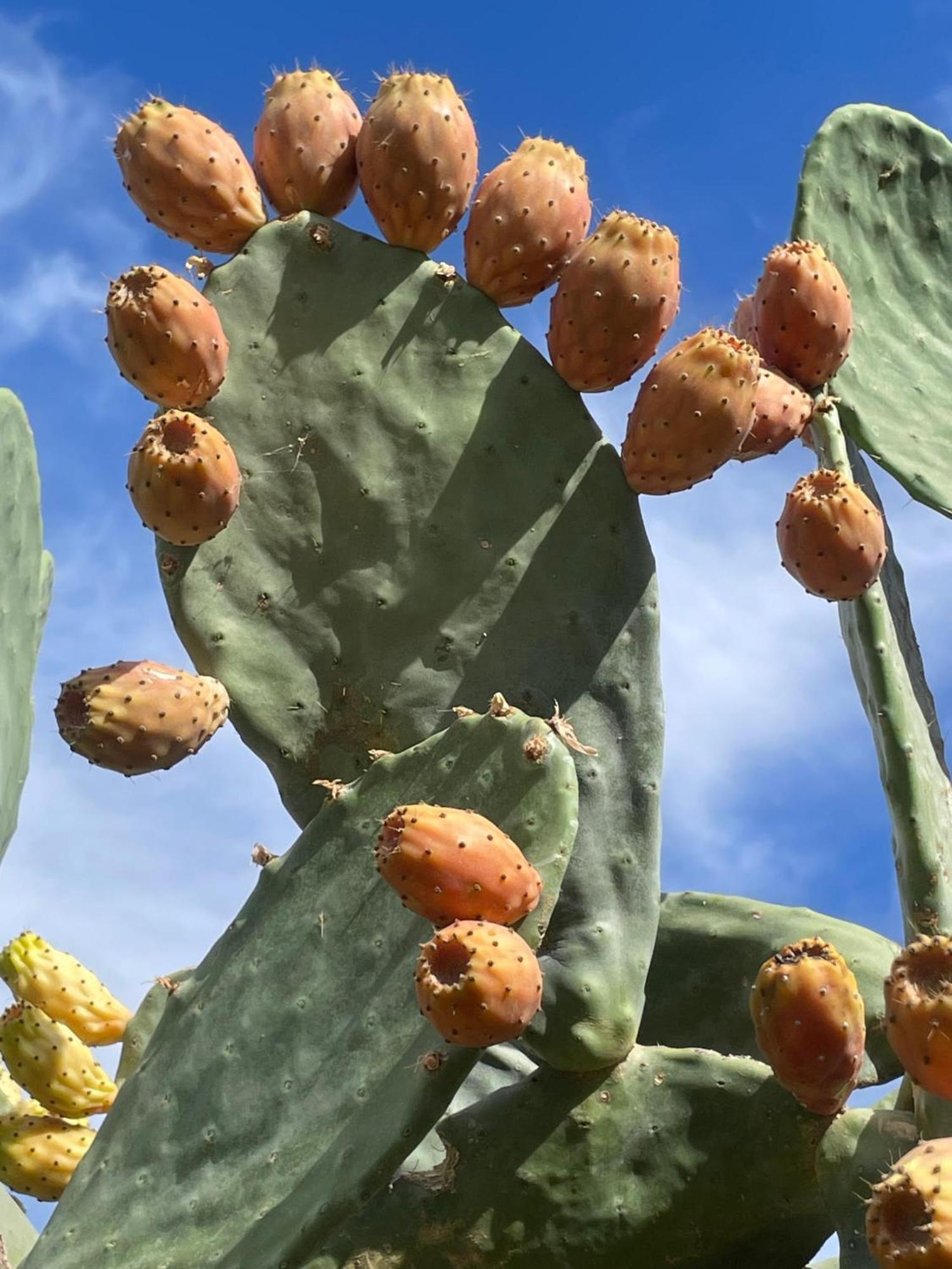 Finca Valle Verde Эль-Чорро Экстерьер фото